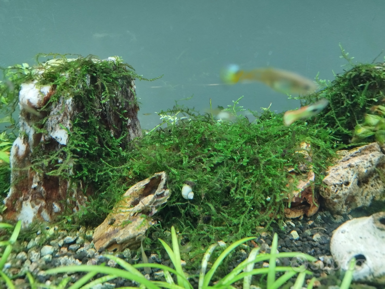 ROCCE Pietre Acquario - SVUOTO NEGOZIO - Animali In vendita a Taranto