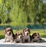 beagle-cuccioli-con-pedigree-ed-affisso-enci