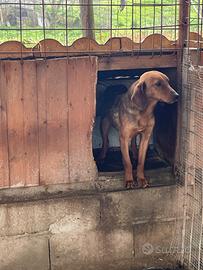 Cucciolo di segugio maremmano