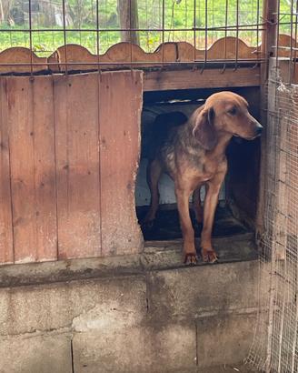 Cucciolo di segugio maremmano