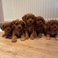 Cuccioli di maltipoo maschio e femmina