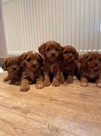 Cuccioli di maltipoo maschio e femmina