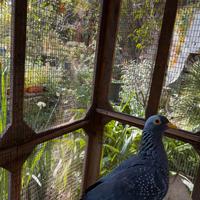 Columba arquatrix
