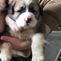 Cucciolo di pastore del Asia centrale