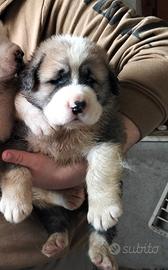 Cucciolo di pastore del Asia centrale