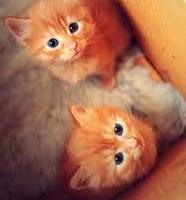 Gatto e gatta color ambra chiara