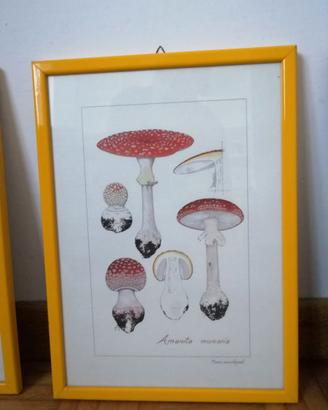 3 quadri con stampe funghi