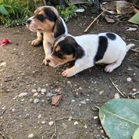 Cuccioli beagle
