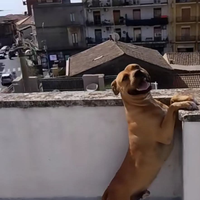 American pitbull terrier