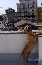 American pitbull terrier