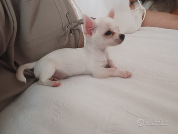 Chihuahua purosangue