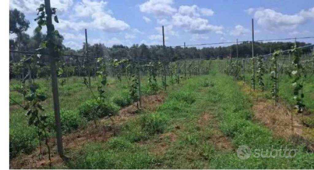 Immobile in asta di 6650 m² a Rizziconi - Vista 3