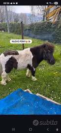 Vendita pony