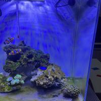 Acquario marino aq pet