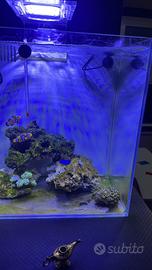 Acquario marino aq pet