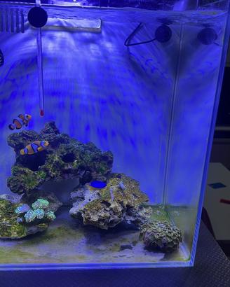 Acquario marino aq pet