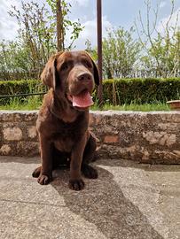 Labrador Retriever cioccolato