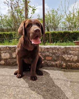 Labrador Retriever cioccolato