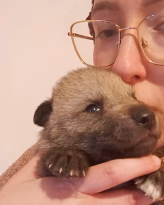 Cuccioli lupo cecoslovacco