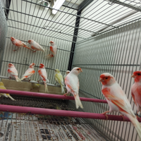 Canarini a fattore rosso