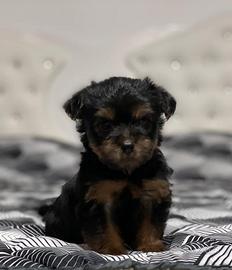 Yorkshire cuccioli disponibili