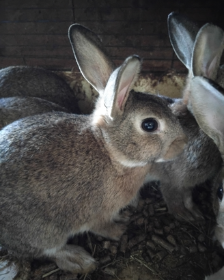 Conigli selvatico