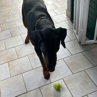 Dobermann maschio 13 mesi per accoppiamento