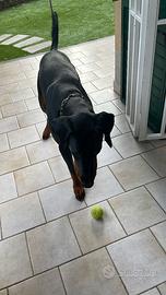 Dobermann maschio 13 mesi per accoppiamento