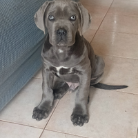 Cane Corso