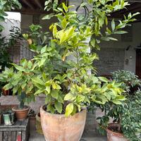 Limoni  3 piante in vaso