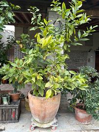 Limoni  3 piante in vaso