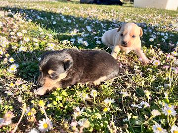 Cane di piccola tagli