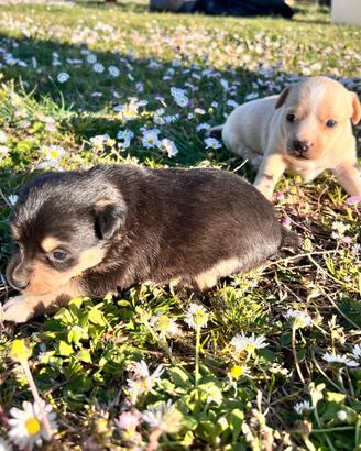 Cane di piccola tagli