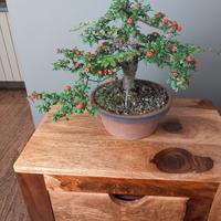 bonsai cotoneaster