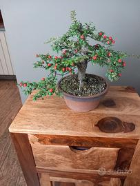 bonsai cotoneaster