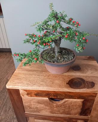 bonsai cotoneaster