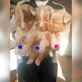 11 piccoli sogni a uattrozampe cervano casa