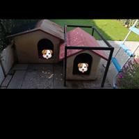 2 cucce indistruttibili € 25