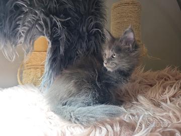 Cuccioli Maine coon