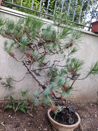 Attrezzi bonsai semiprofessionali 15 pezzi - Giardino e Fai da te In  vendita a Taranto