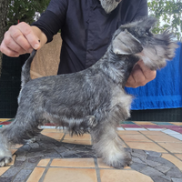 Cuccioli di Schnauzer nani pepe sale