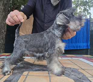 Cuccioli di Schnauzer nani pepe sale
