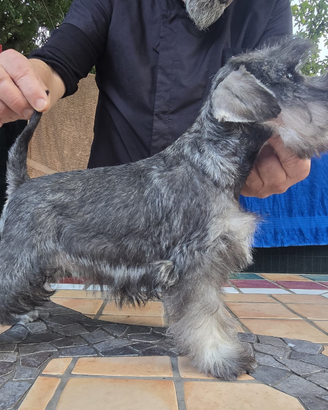 Cuccioli di Schnauzer nani pepe sale