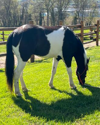 Paint castrone 4 anni