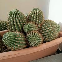  Splendido Cactus "Mamma" pieno di cuccioli🌵
