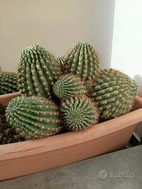  Splendido Cactus "Mamma" pieno di cuccioli🌵
