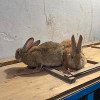 Conigli incrocio giganti