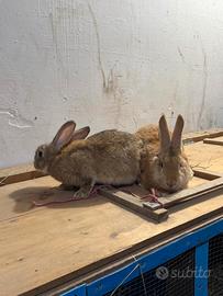 Conigli incrocio giganti