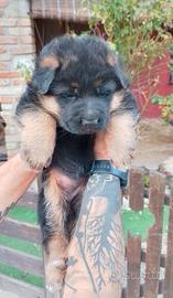 Cuccioli di pastore tedesco