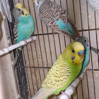 Cocorite novelle, riproduttive,da imbecco